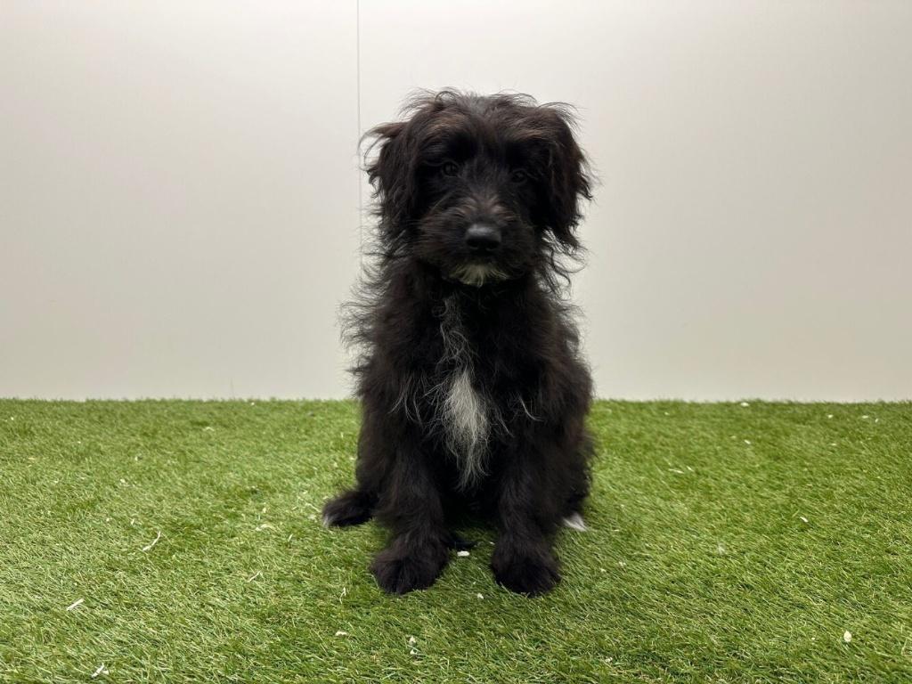 Bordoodle adolescente - Border collie & Caniche, 15 semaines à 1 an, Hépatite contagieuse (maladie de Rubarth), Éleveur | Professionnel