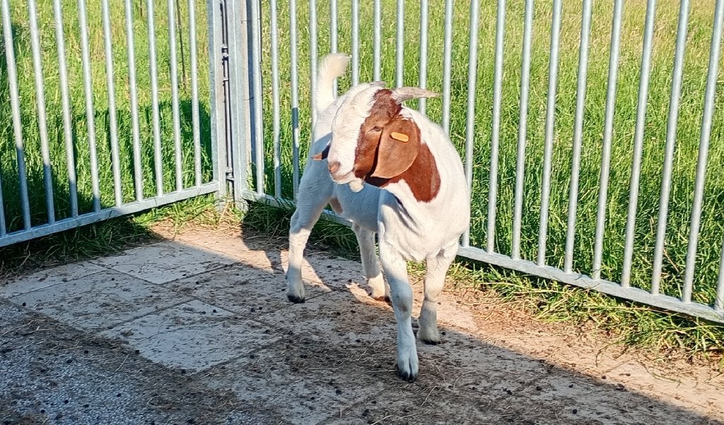 Boergeit met stamboek, Dieren en Toebehoren, Schapen, Geiten en Varkens, Mannelijk, Geit, 0 tot 2 jaar