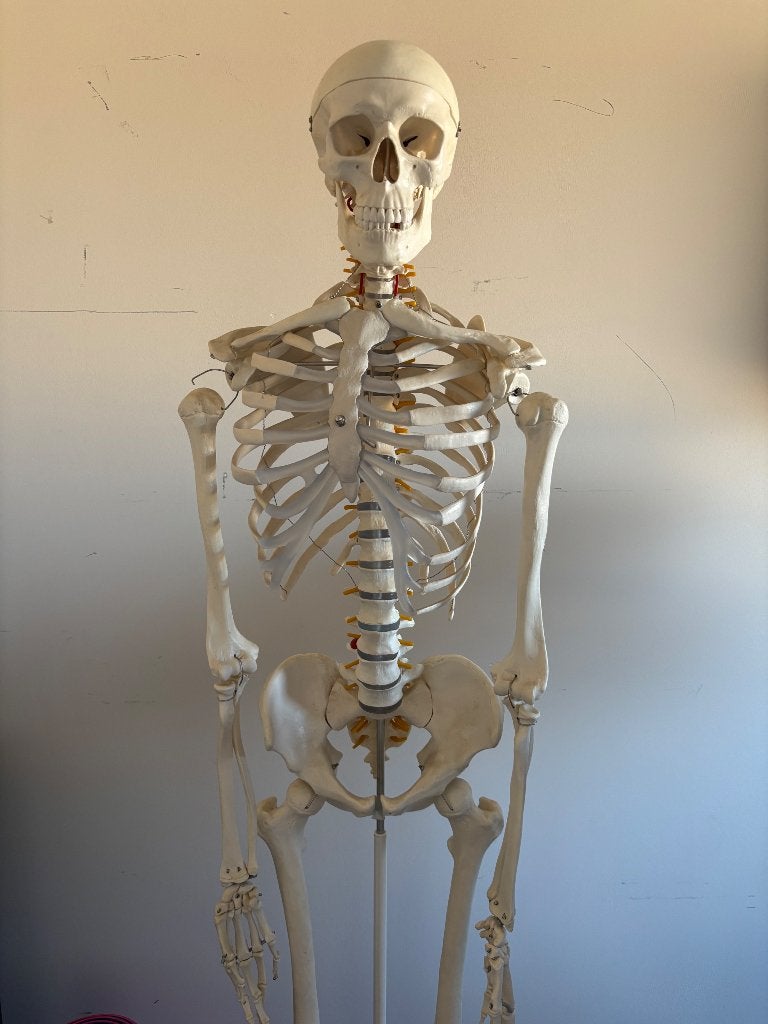 Skelet anatomie model, Diversen, Ophalen, Zo goed als nieuw