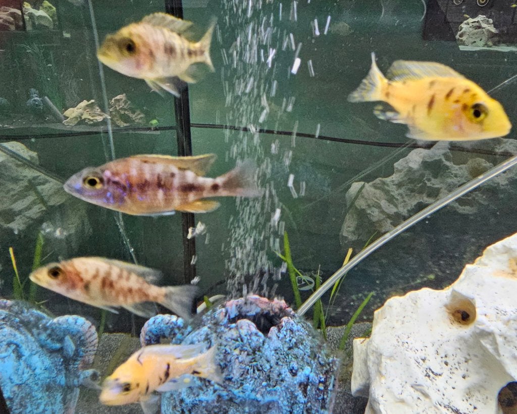 Aulonocara Blotched malawi cichliden, Vis, Zoetwatervis