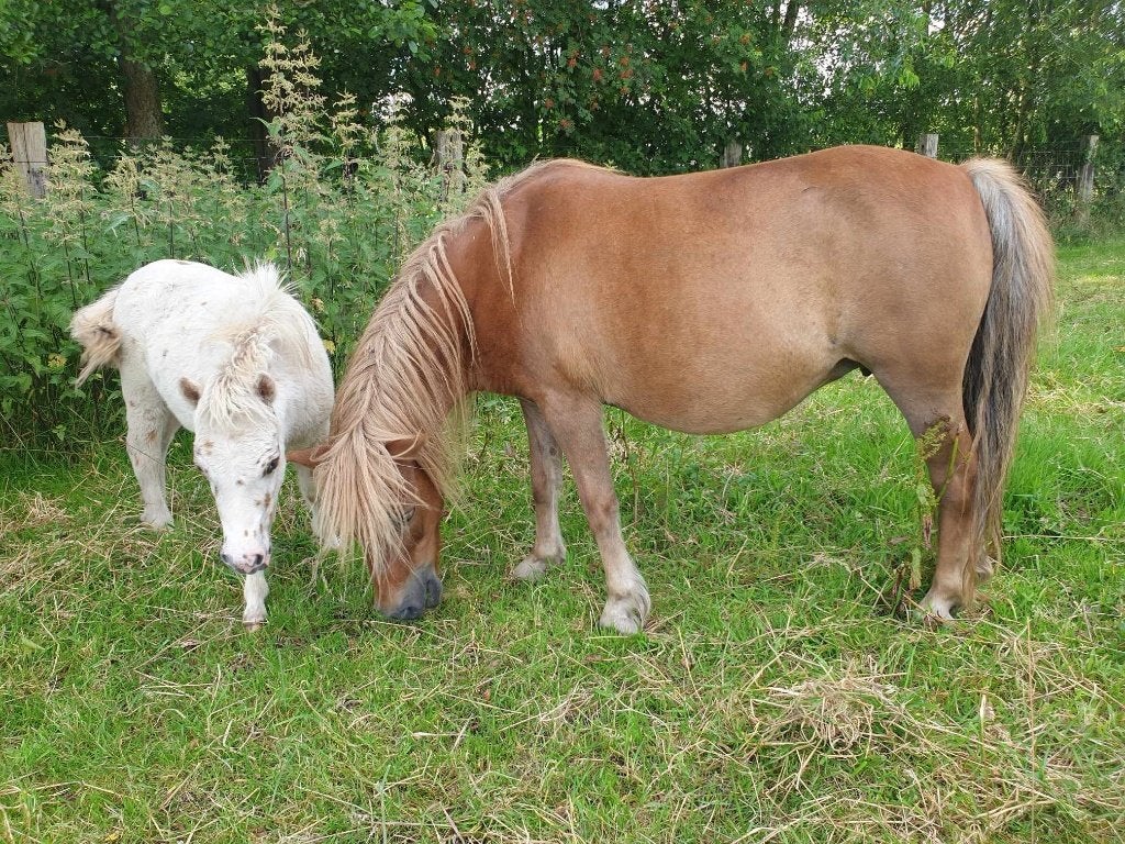 Drachtige shetlandermerrie, Jument, Avec puce électronique, 11 ans ou plus