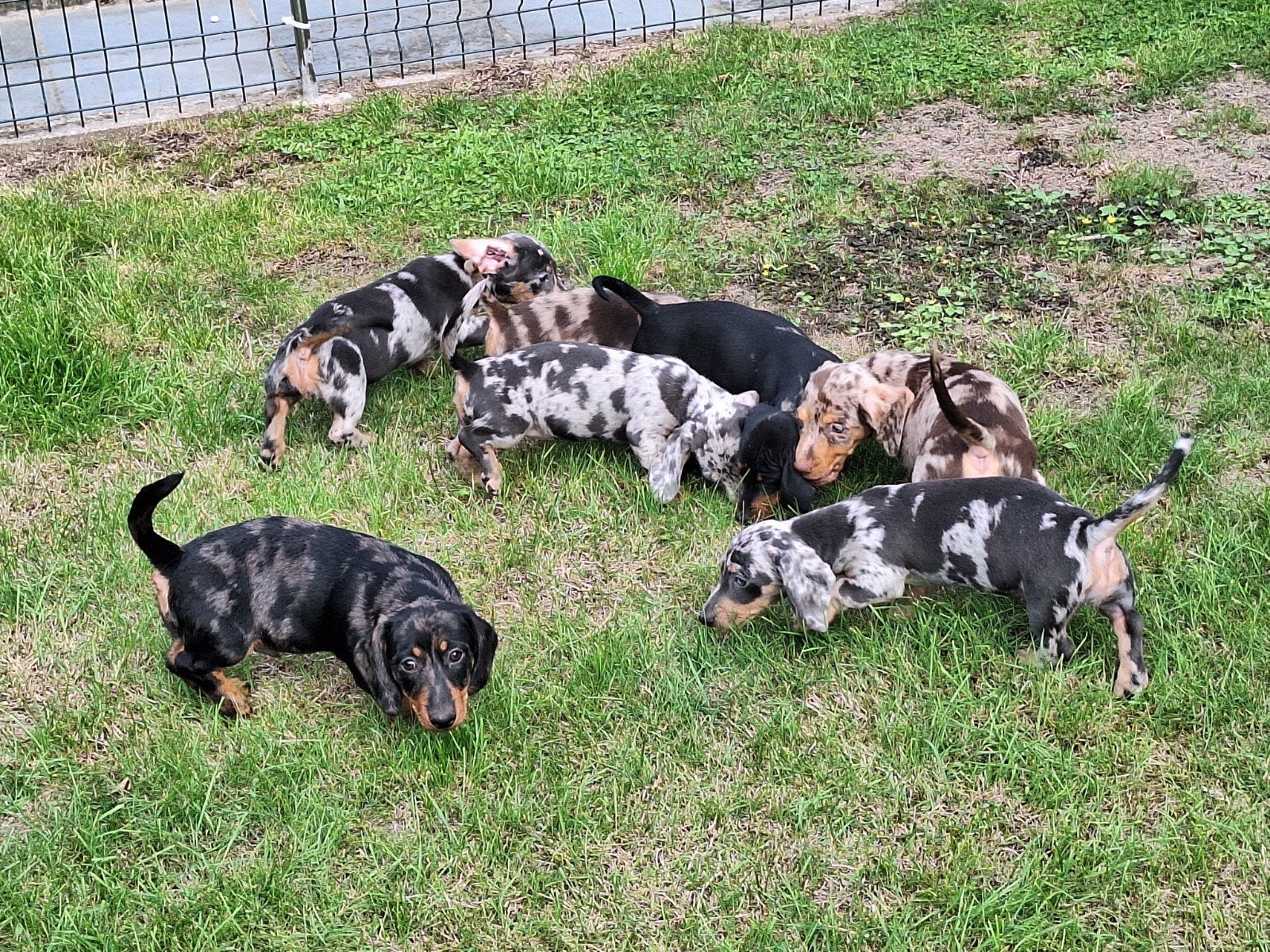Dwergteckel puppy's, België, CDV (hondenziekte), 8 tot 15 weken, Korthaar