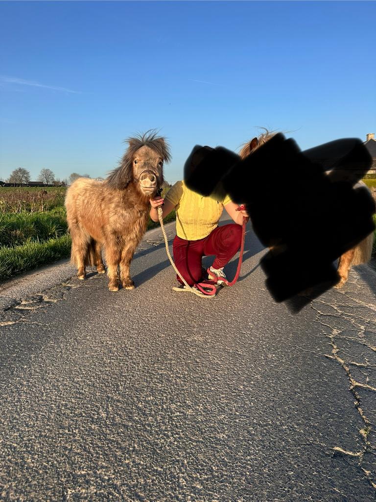 Mininatuurpaardjes te koop, Animaux & Accessoires, Chevaux & Poneys | Produits de soin, Enlèvement