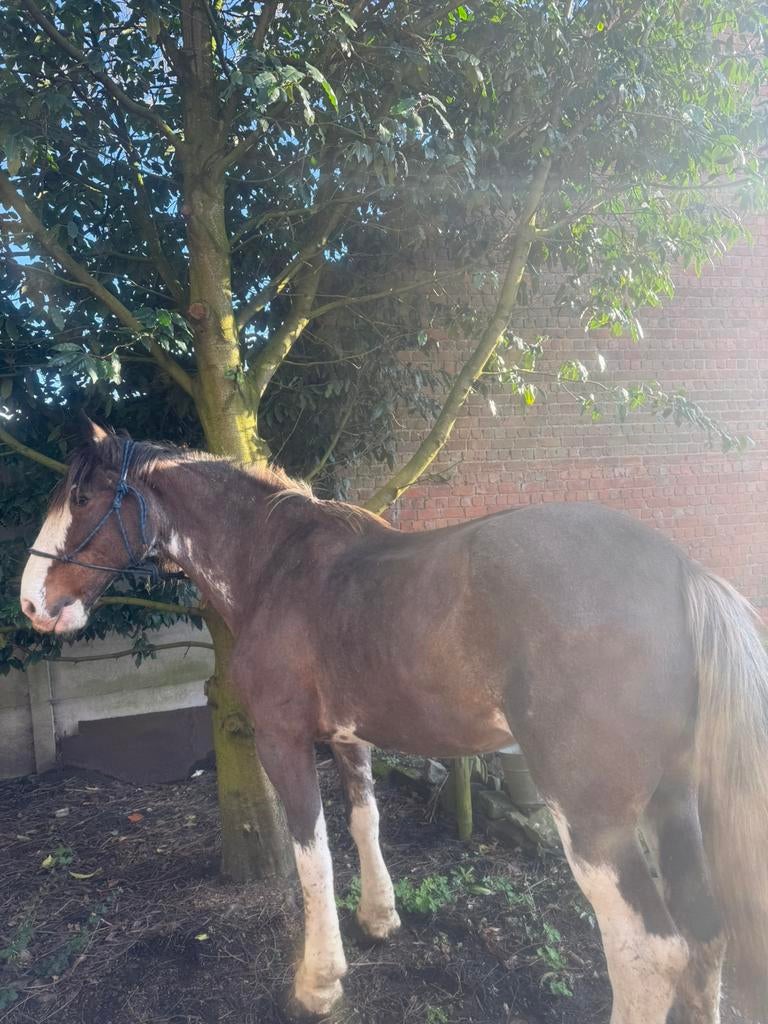 Clydesdale merrie, Dieren en Toebehoren, Paarden, Merrie, 175 cm of meer, Met stamboom, Zadelmak