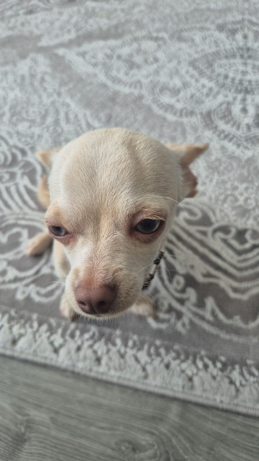 Chihuahua reutje, Ophalen