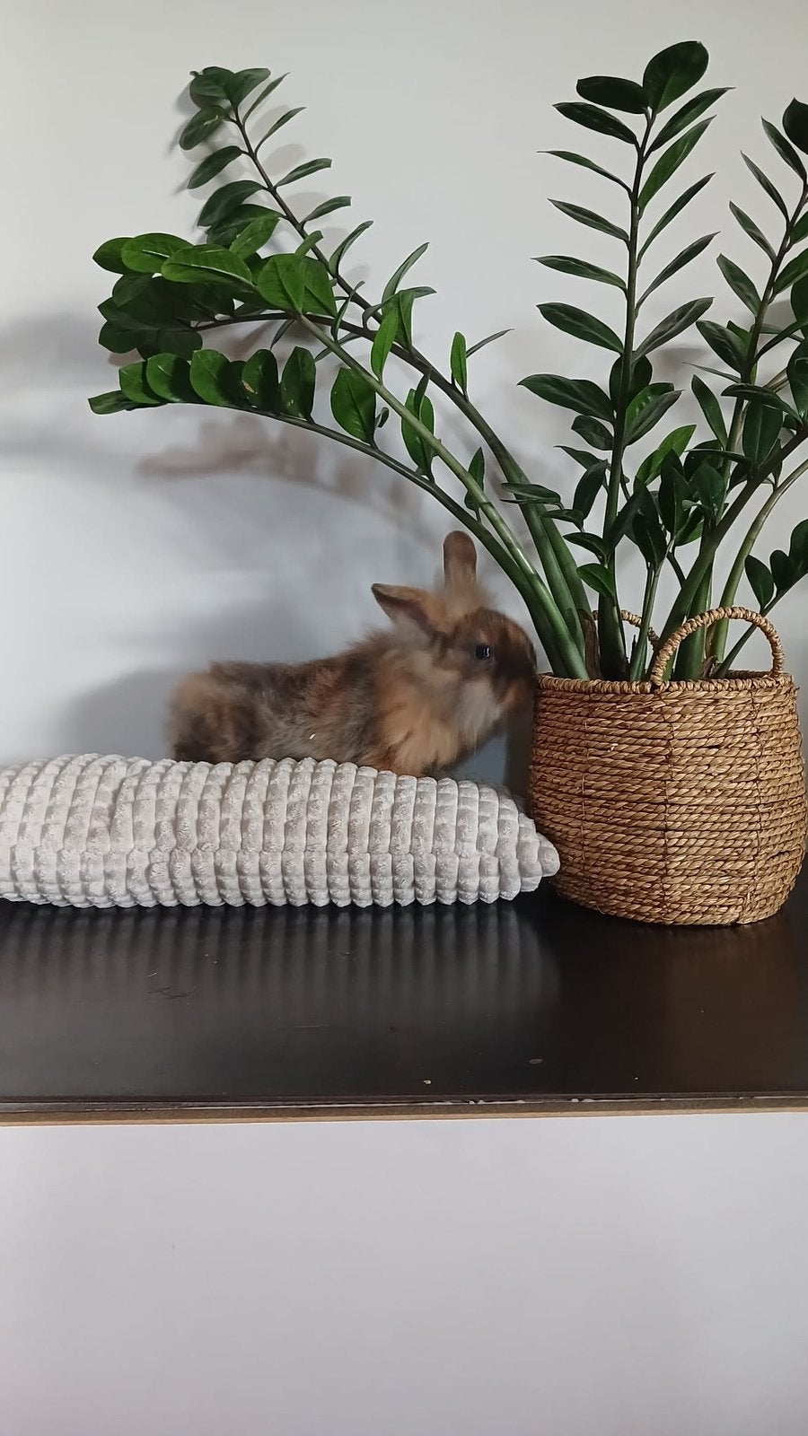 Baby dwergkonijntje, Mâle, Petit, 0 à 2 ans
