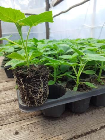 Paulownia, Tuin en Terras, Ophalen, Vaste plant, Overige soorten