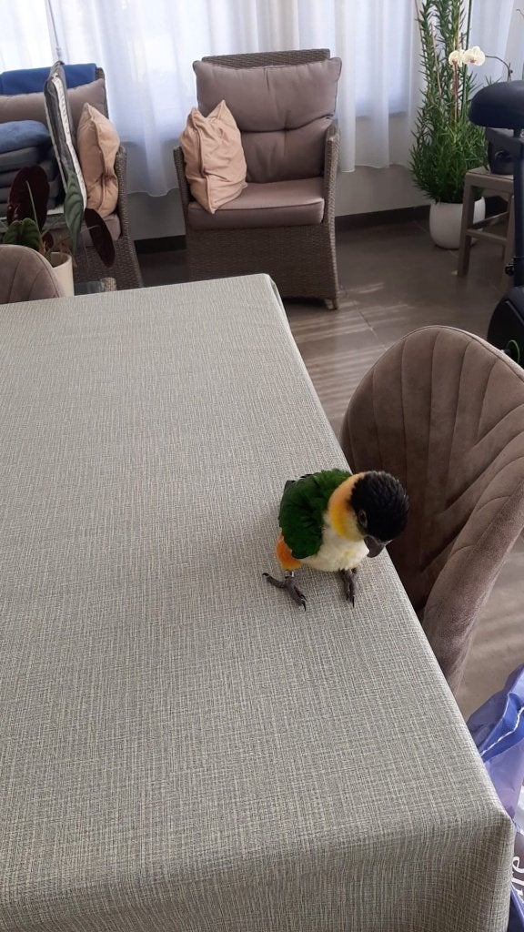 Handtamme zwartkop caique, Dieren en Toebehoren, Geslacht onbekend, Papegaai, Tam
