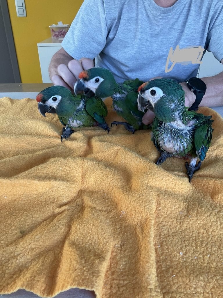 ara maracana, Animaux & Accessoires, Oiseaux | Perruches & Perroquets, Perroquet, Sexe inconnu, Bagué