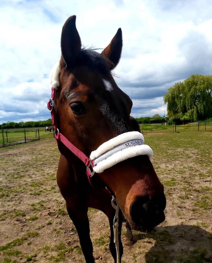 Halve stallen en verzorgpaarden