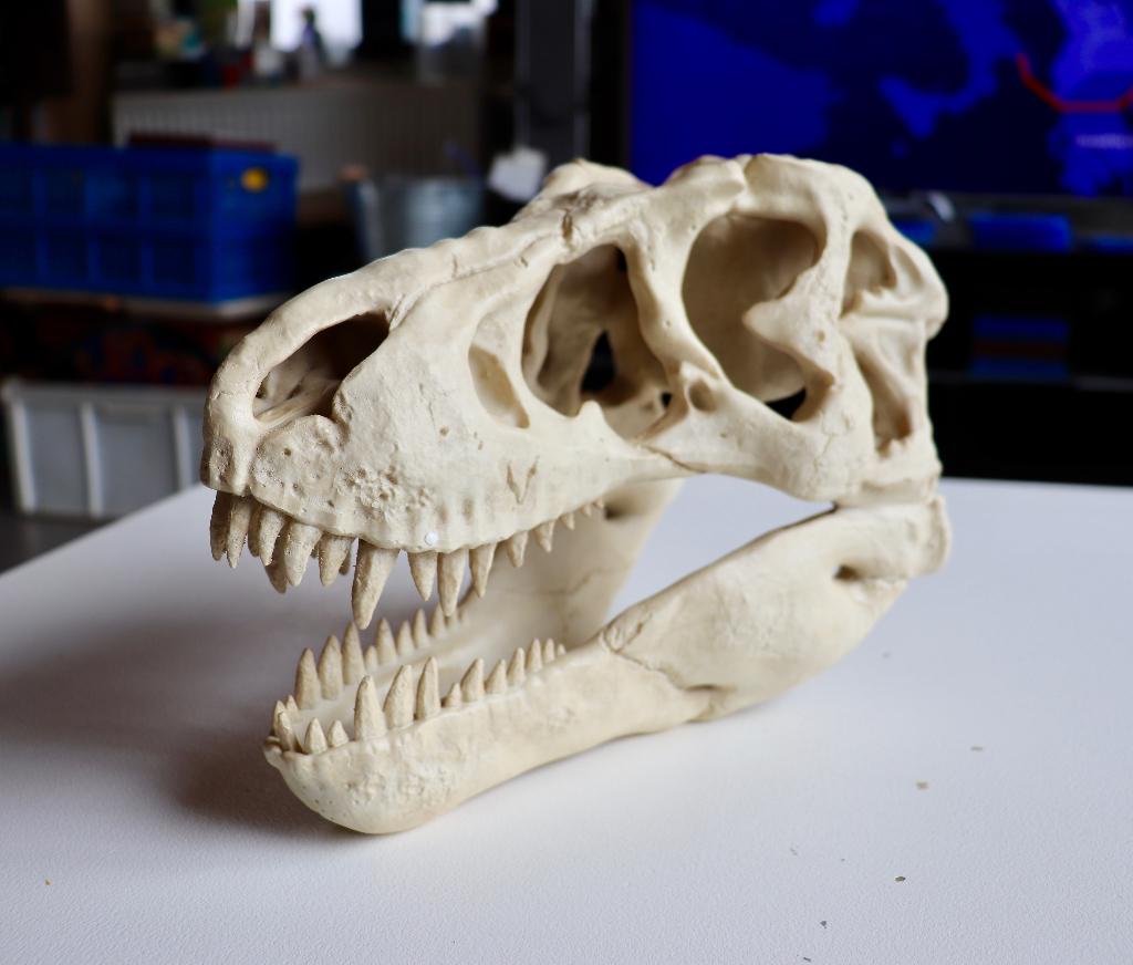 Acheter T rex Dinosaur, Envoi, Neuf, Reptile ou Amphibien, Crâne
