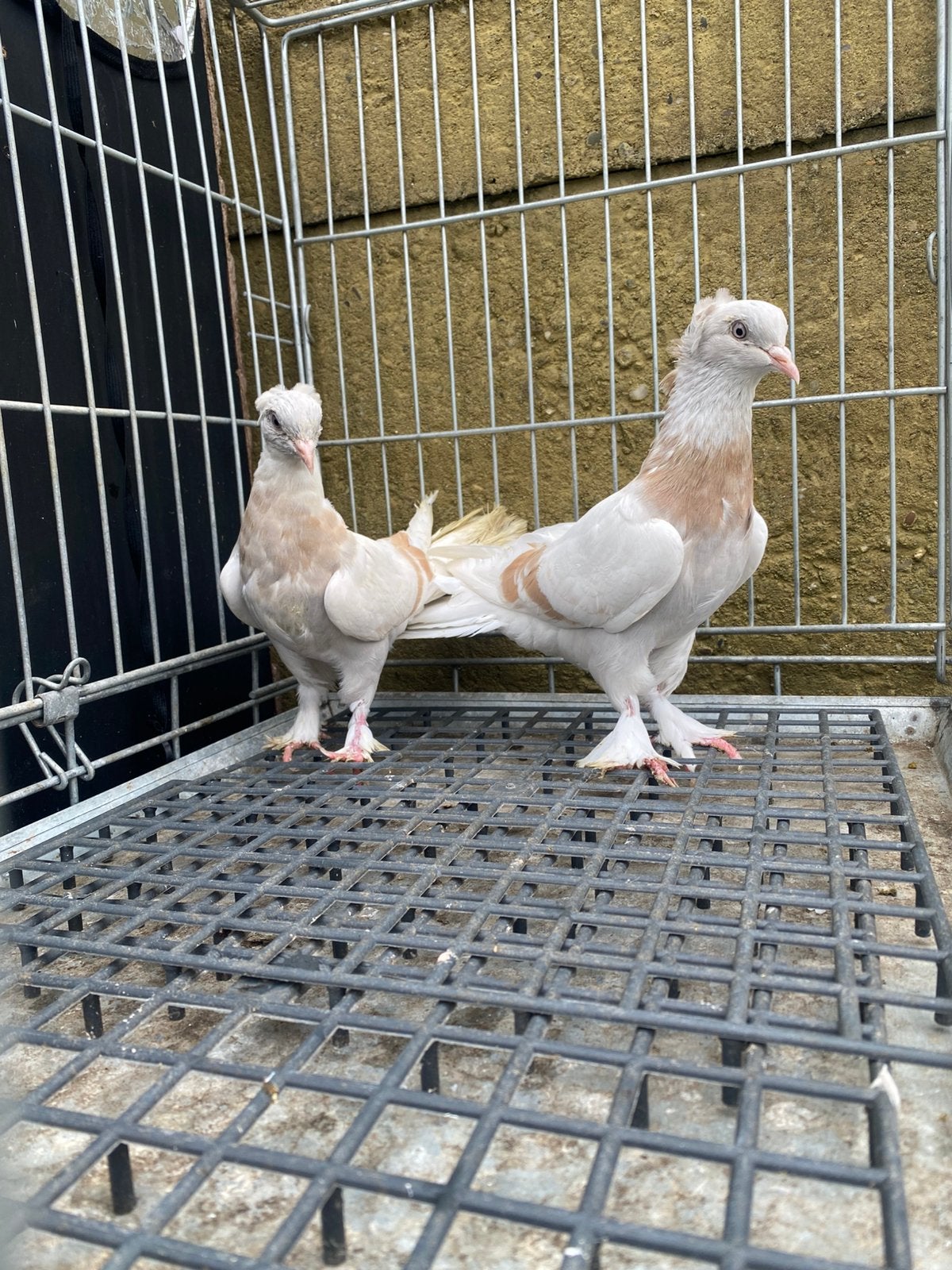 Takla tekkeli limon, Animaux & Accessoires