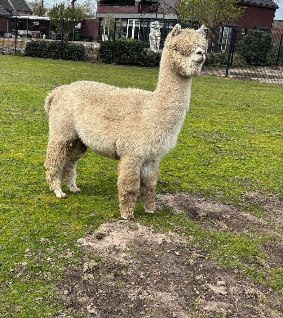 Mooie stamboom alpaca hengst te koop!, Dieren en Toebehoren, Juli, Mannelijk