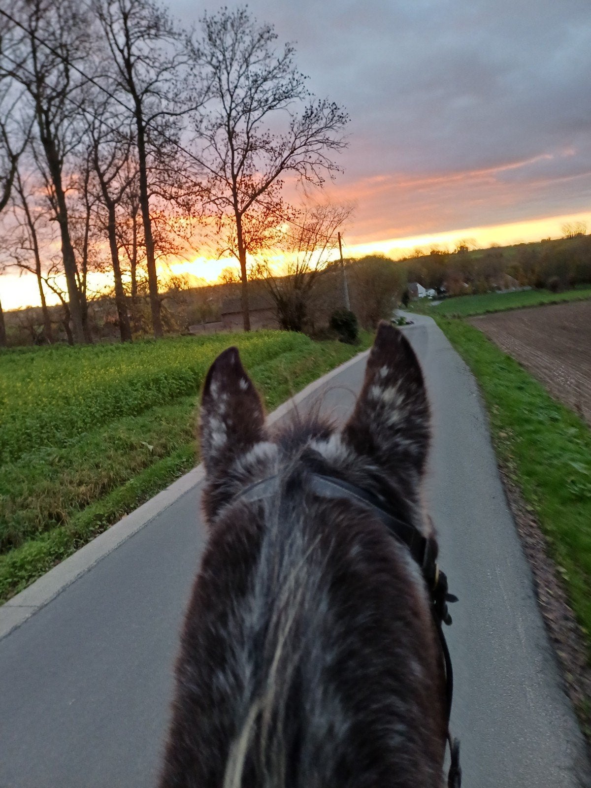 Plaatsje vrij te Viane (Geraardsbergen), Dieren en Toebehoren, Stalling, 4 paarden of pony's of meer