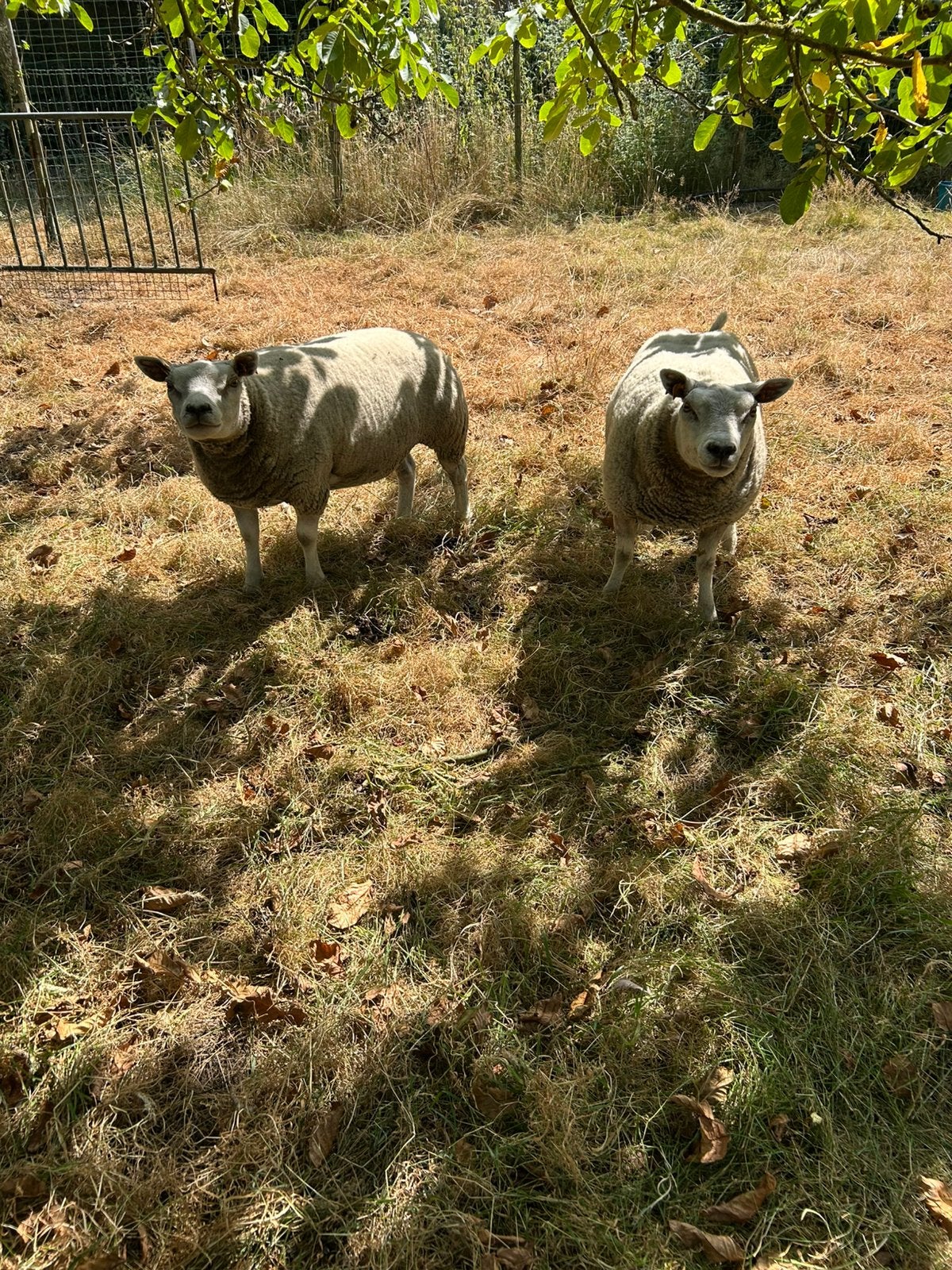 Texel stamboek jaarlingen
