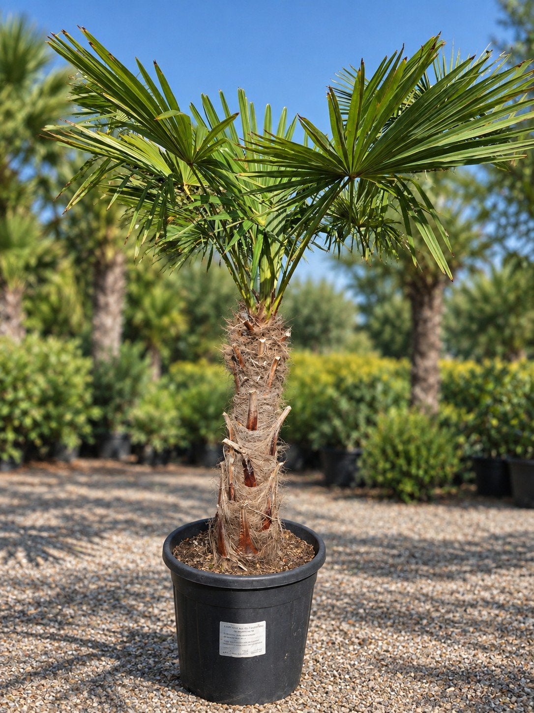 Palmboom Trachycarpus Fortunei, Tuin en Terras, Ophalen, Halfschaduw, Palmboom