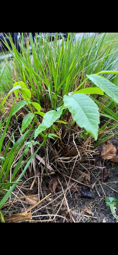 Noten boomen, Tuin en Terras, Ophalen