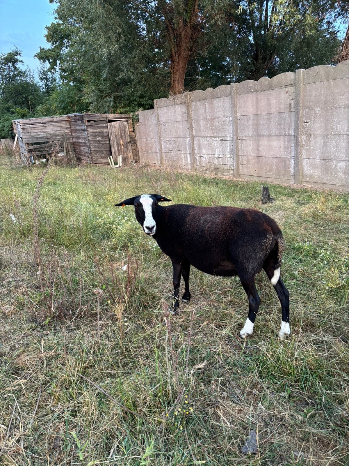Stevige ooi, Dieren en Toebehoren, Schapen, Geiten en Varkens, Vrouwelijk, Schaap, 0 tot 2 jaar