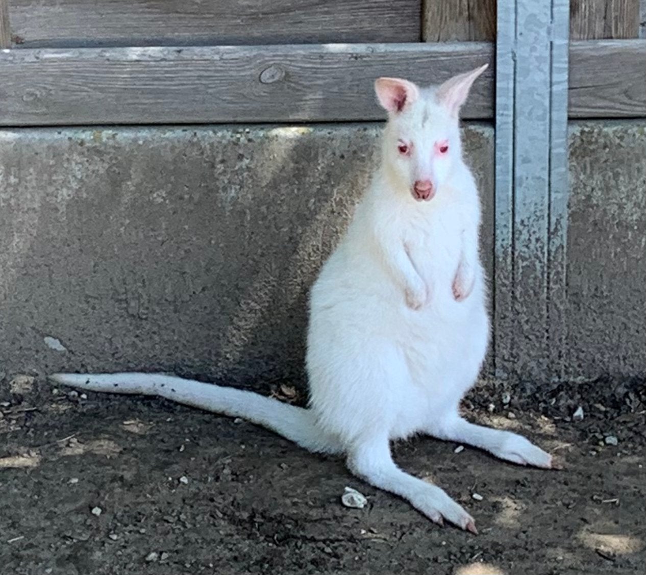 Wallaby albino man, Dieren en Toebehoren, Februari, Mannelijk