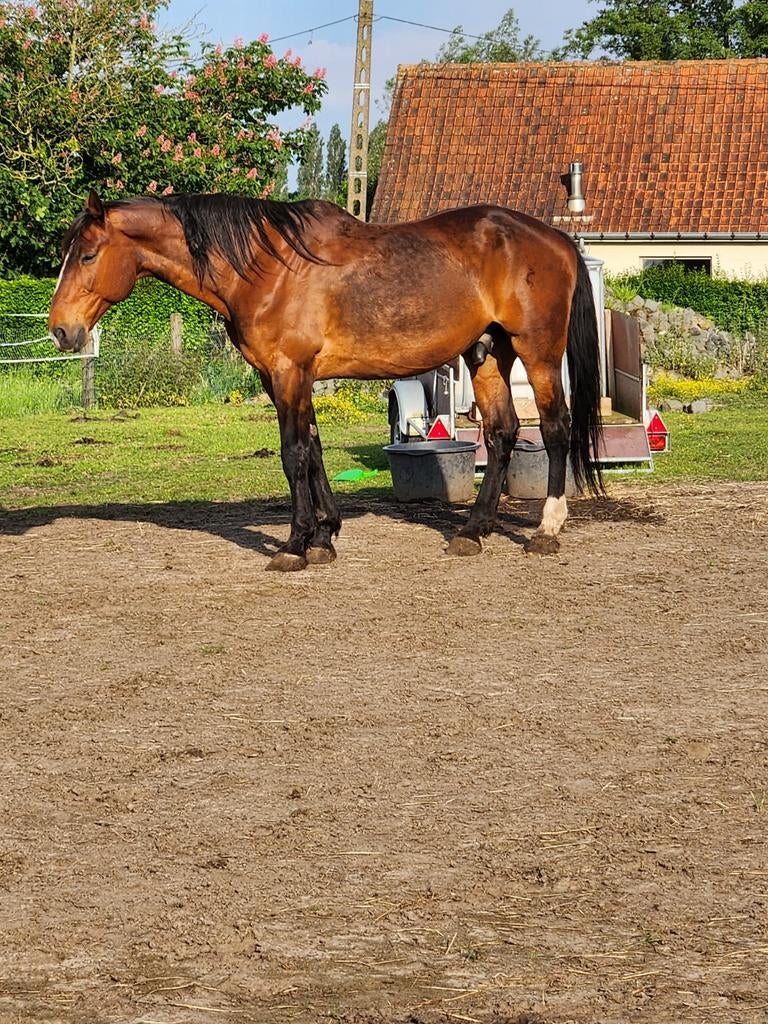 Plaats op weide te huur, Ruin