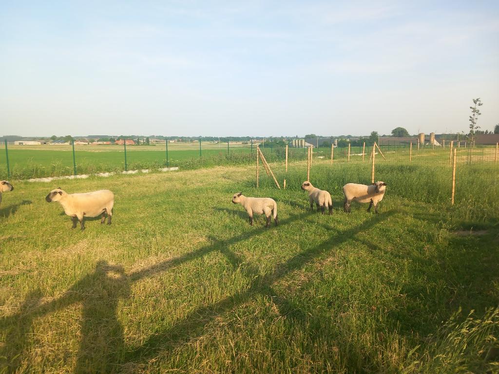 Hampshire Down Schapen 2x ram, Mannelijk, Schaap, 0 tot 2 jaar