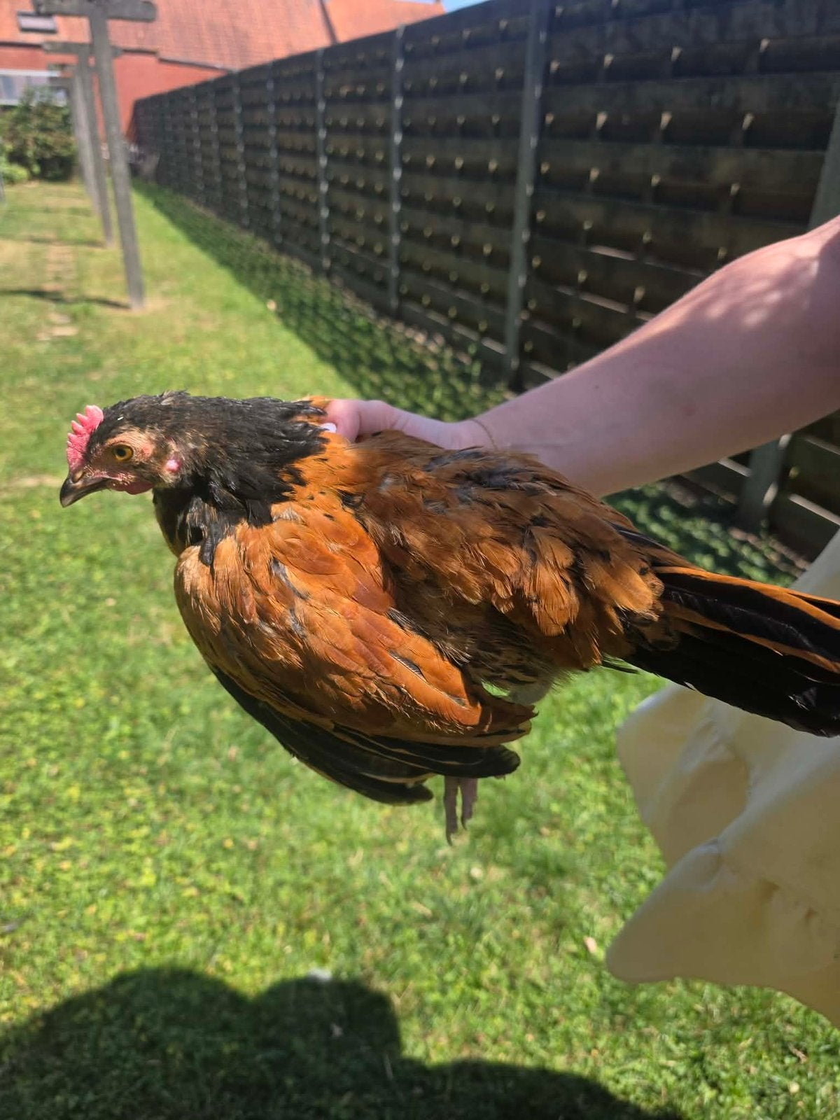 Jonge Vorwerk haan, Dieren en Toebehoren, Pluimvee, Mannelijk, Kip
