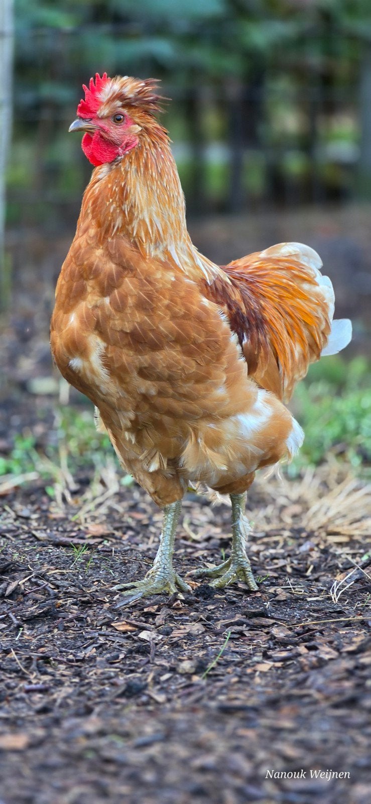 gratis haan, Dieren en Toebehoren, Mannelijk, Kip