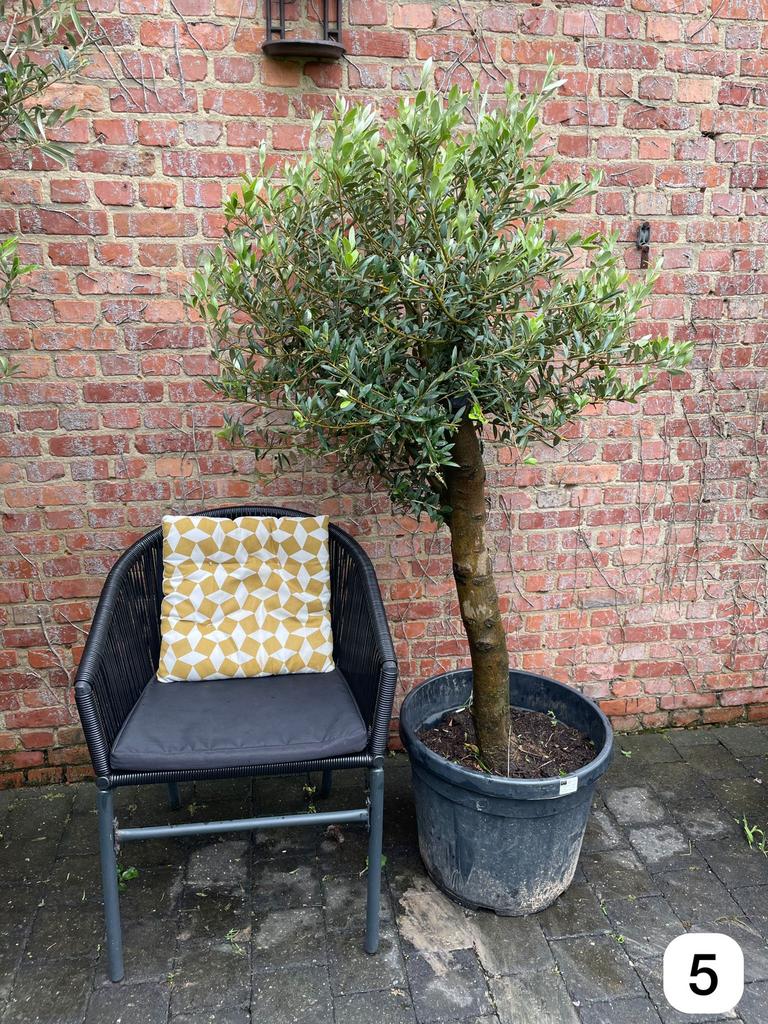 Olijfbomen uit de Spaanse Pyreneeën (Olea europaea), Ophalen, Zo goed als nieuw