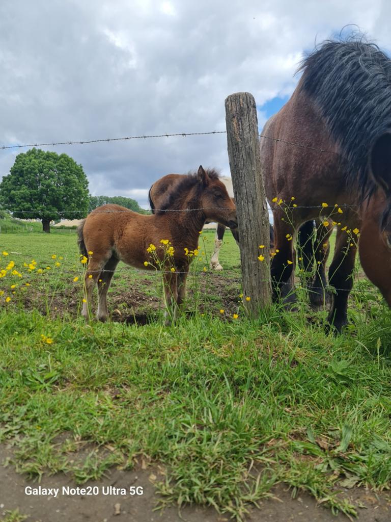 Te koop gevraagd...dekhengst meter pony, Dieren en Toebehoren, Stalling en Weidegang