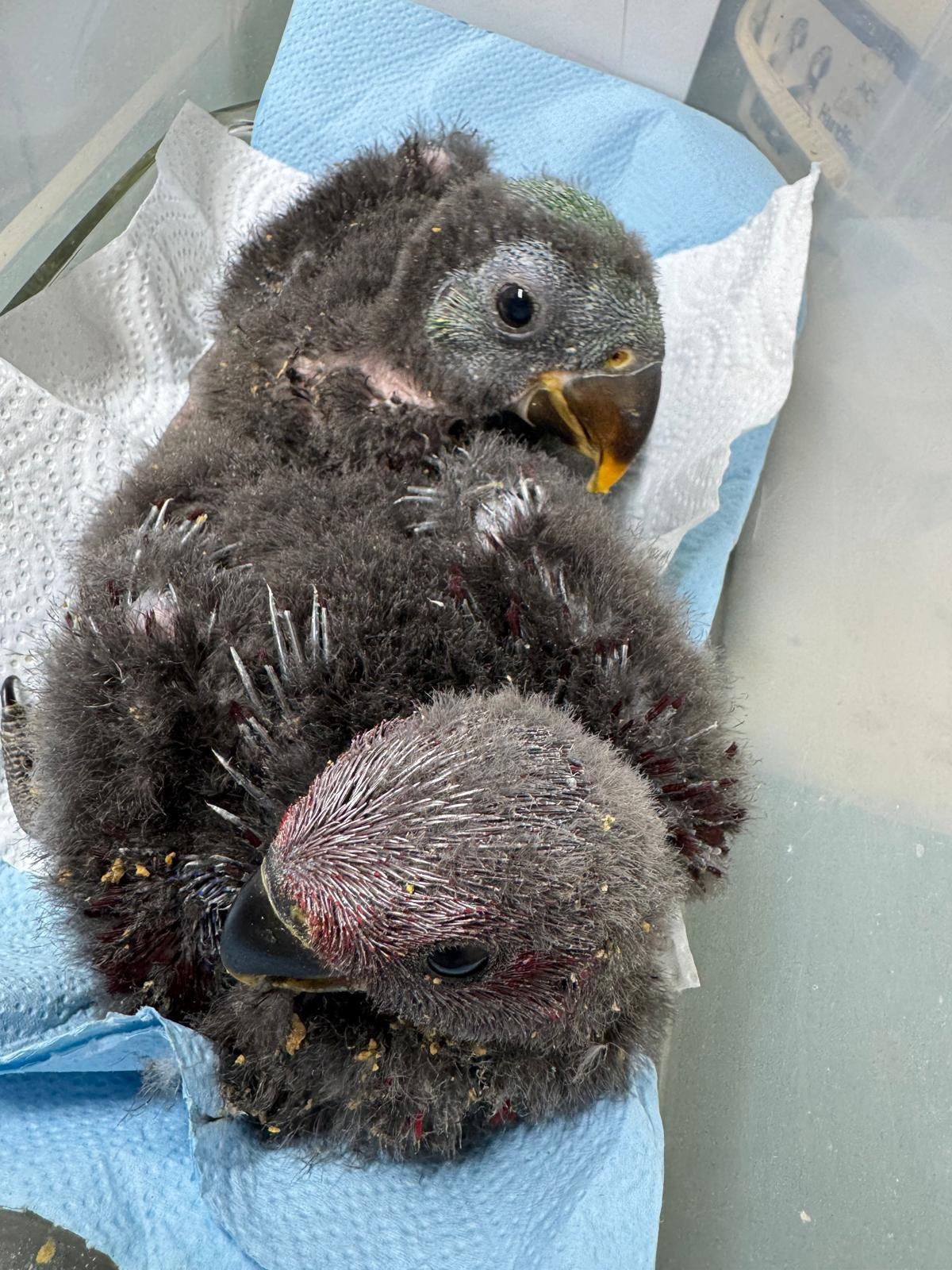 Jonge edelpaegaai, Meerdere dieren, Papegaai, Geringd