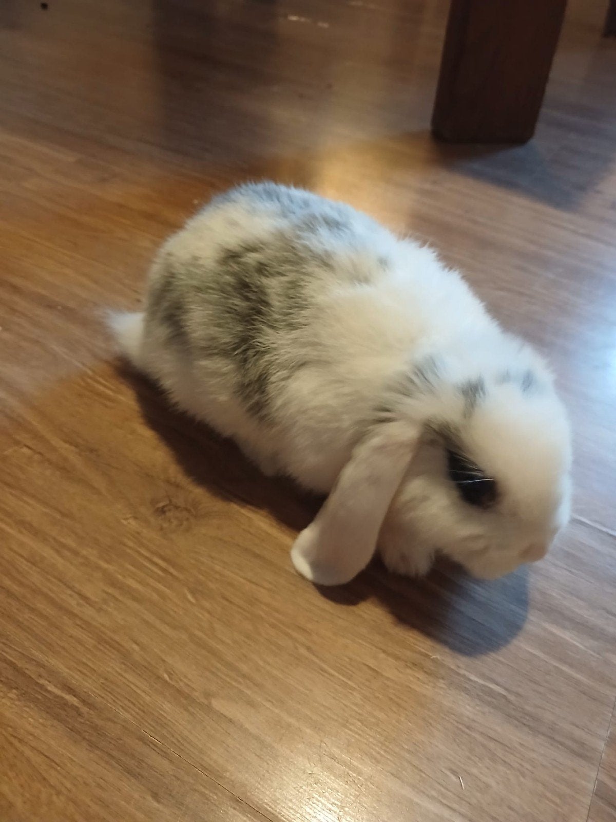 Lapin doux