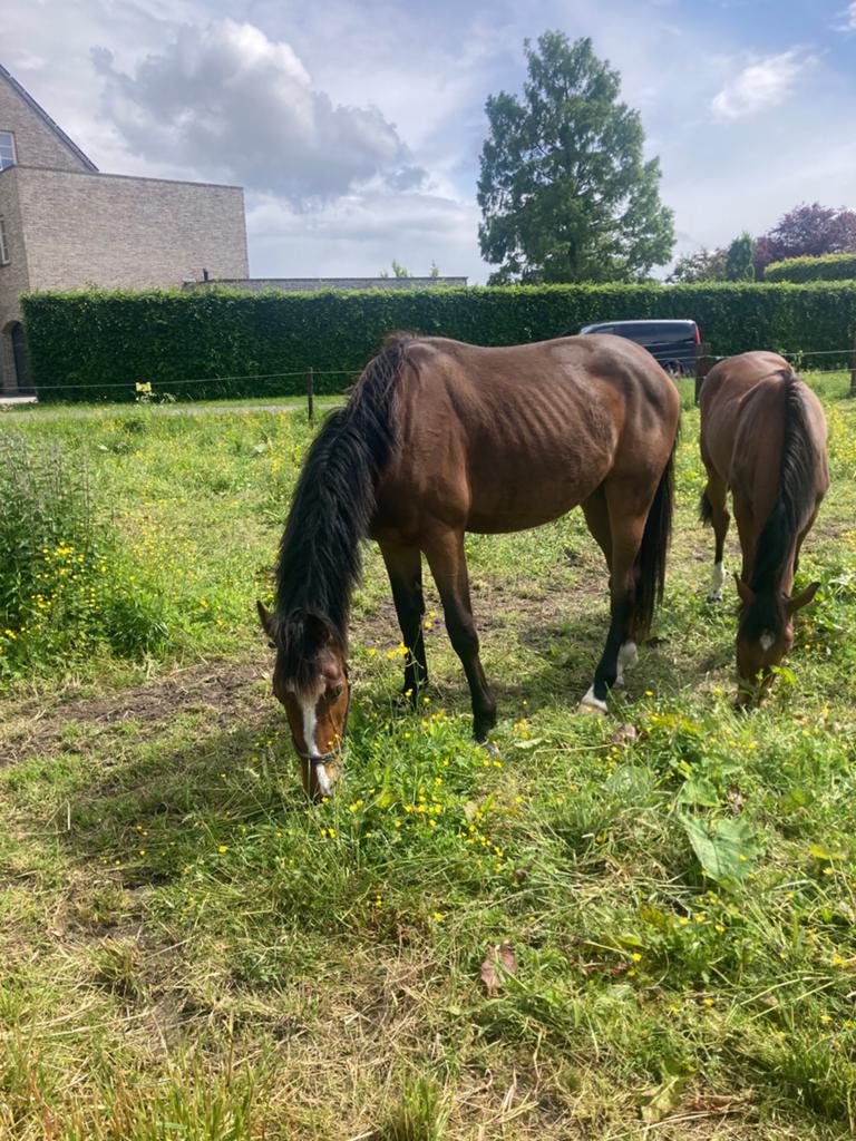2 jarig springpaard ( ruin), Animaux & Accessoires, Chevaux, Hongre, 165 à 170 cm, Avec pedigree, 0 à 2 ans