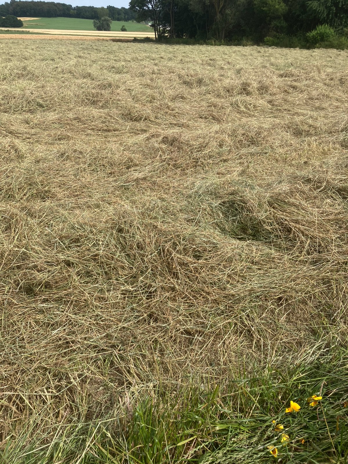 Hooi, Dieren en Toebehoren, Ophalen