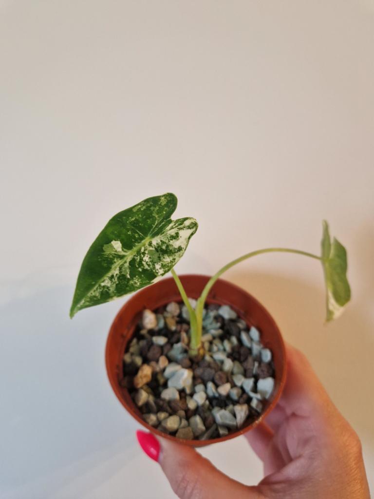 Alocasia Frydek variegata, Huis en Inrichting, Kamerplanten, Ophalen, Overige soorten, Halfschaduw, In pot