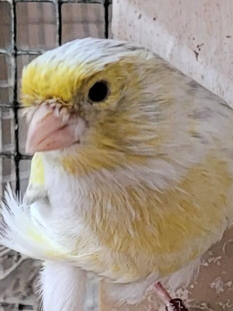 Canaris mannelijke opaalmozaïek, Dieren en Toebehoren, Vogels | Kanaries, Mannelijk, Kleurkanarie