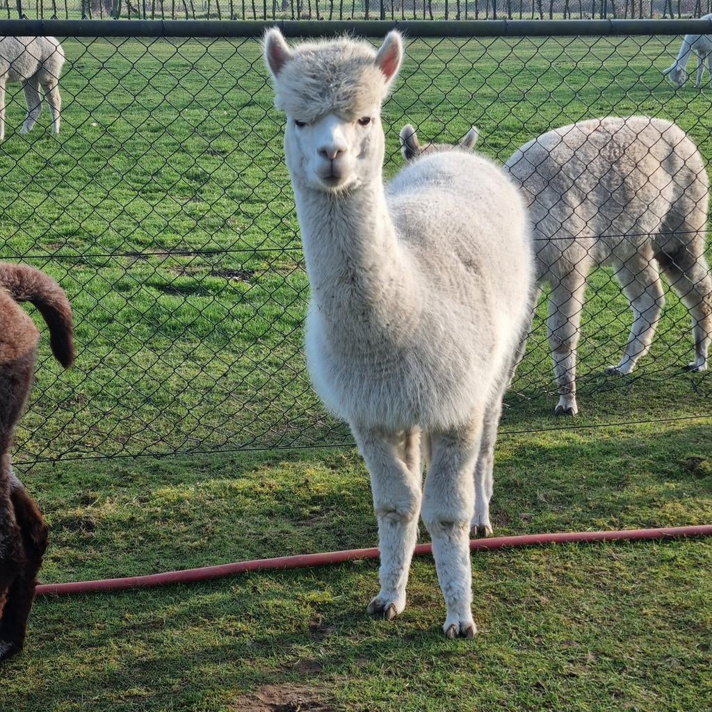 Alpaca merrie 3 jaar oud, Dieren en Toebehoren, Overige Dieren, Vrouwelijk, September
