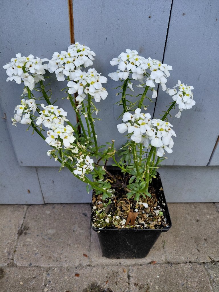 Iberis Schneeflocke, Tuin en Terras, Ophalen