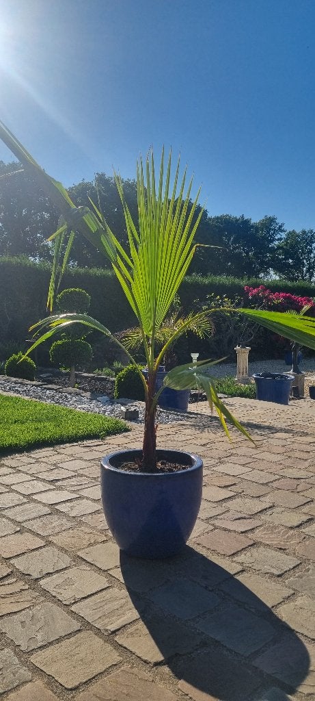 Washingtonia Robusta palmboom, Ophalen