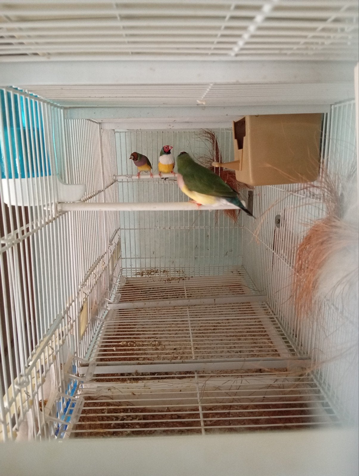 6 koppel goulds