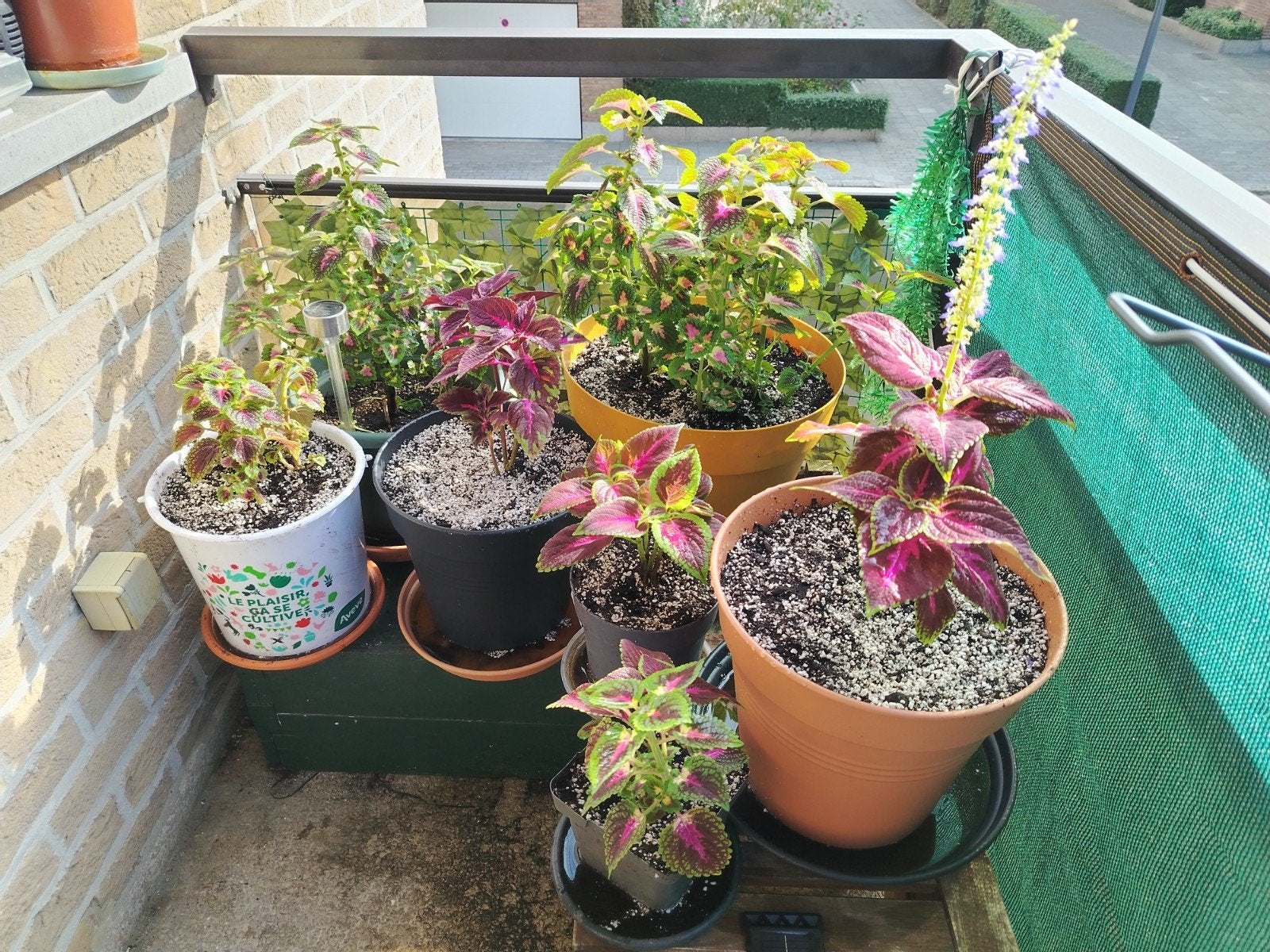 Planten - stekken _ jonge Coleus in potten., Tuin en Terras, Ophalen of Verzenden, Halfschaduw