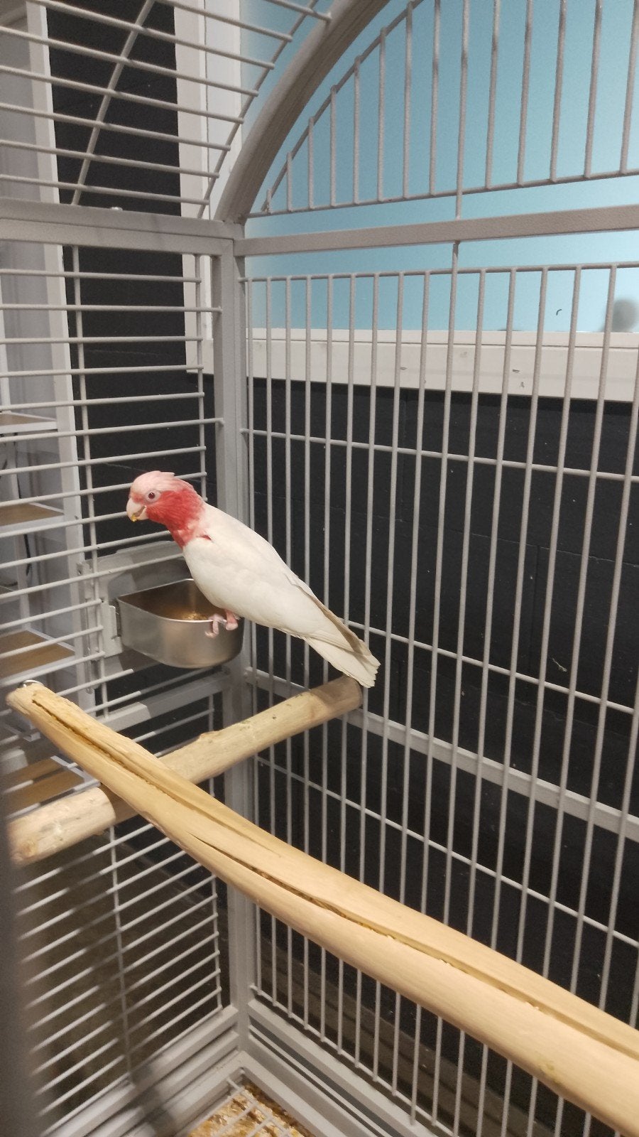 jonge Lutino Rose Kakatoes met DNA en getest op alle ziektes, Meerdere dieren, Geringd