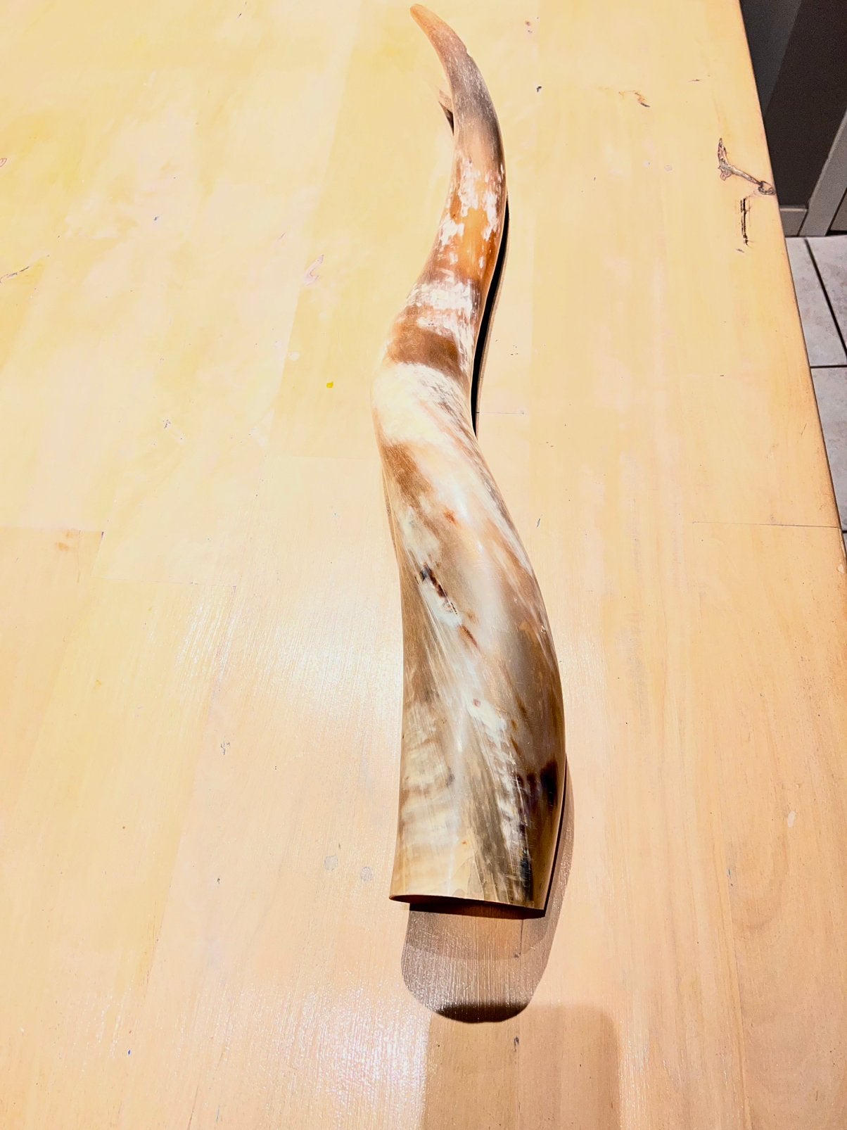 Corne de bœuf Watusi, Enlèvement, Utilisé, Animal sauvage, Bois ou Tête