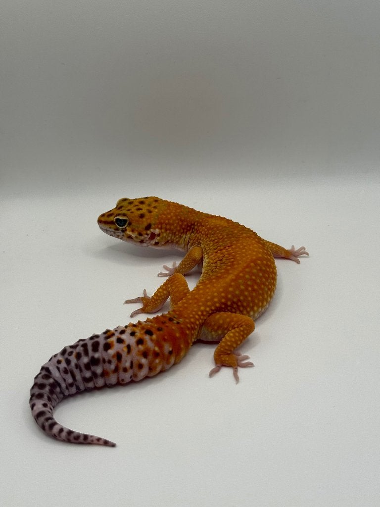 Gecko Leopard Female, Animaux & Accessoires, Lézard, 0 à 2 ans