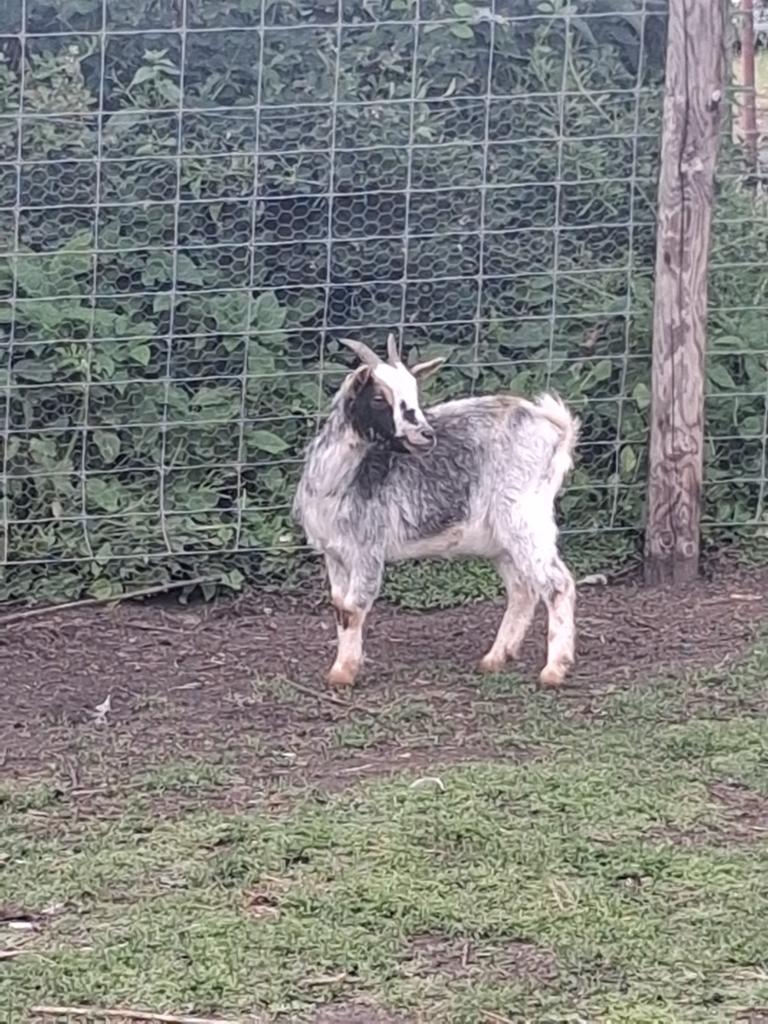 Dwerggeit mieke 1 jaar oud, Dieren en Toebehoren, Vrouwelijk, Geit, 0 tot 2 jaar