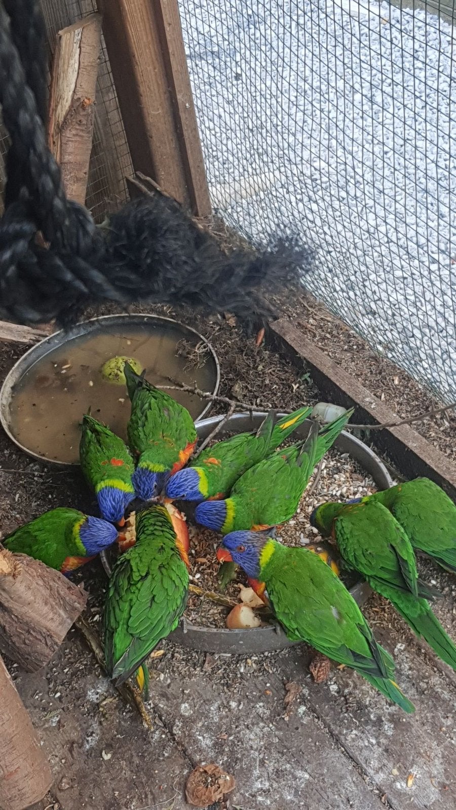 Lori van blauwe bergen te koop 9 stuks, Meerdere dieren, Papegaai