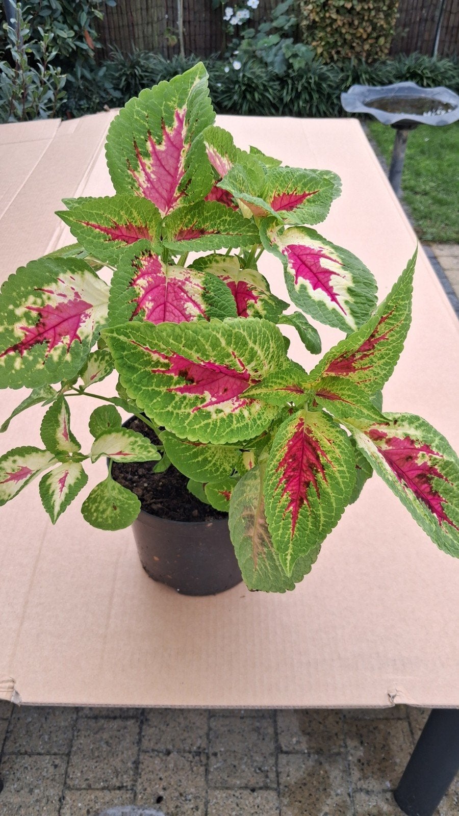 mooie siernetel coleus, Huis en Inrichting, Ophalen