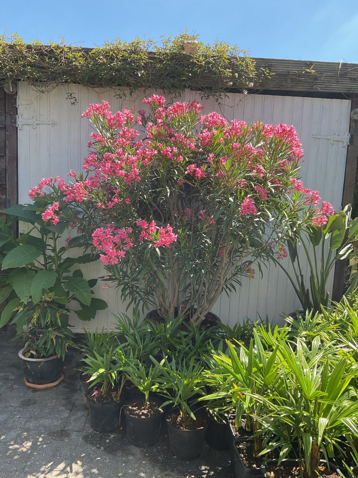 Oleanders te koop, Tuin en Terras, Ophalen