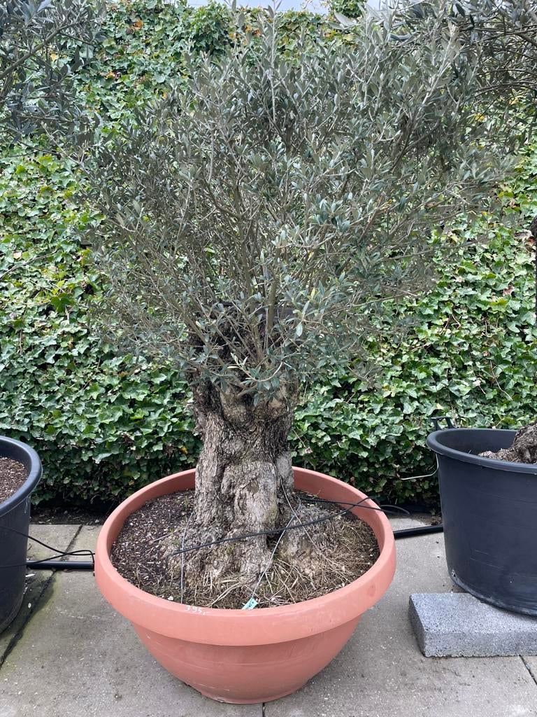 Olijfboom, Tuin en Terras, Ophalen, Olijfboom
