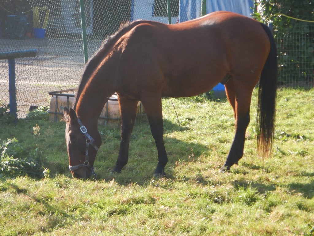 paartje  mag verhuizen, Animaux & Accessoires, Avec puce électronique, 11 ans ou plus, Hongre, Débourré
