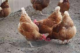 ACTIE BRUINE KIPPEN 13 euro en actie 5+1/10+3 GRATIS, Dieren en Toebehoren, Vrouwelijk, Kip